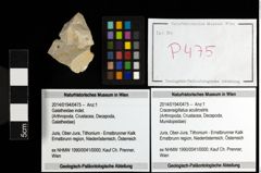 Foto (Objekt + Etiketten) von Cracensigillatus acutirostris 